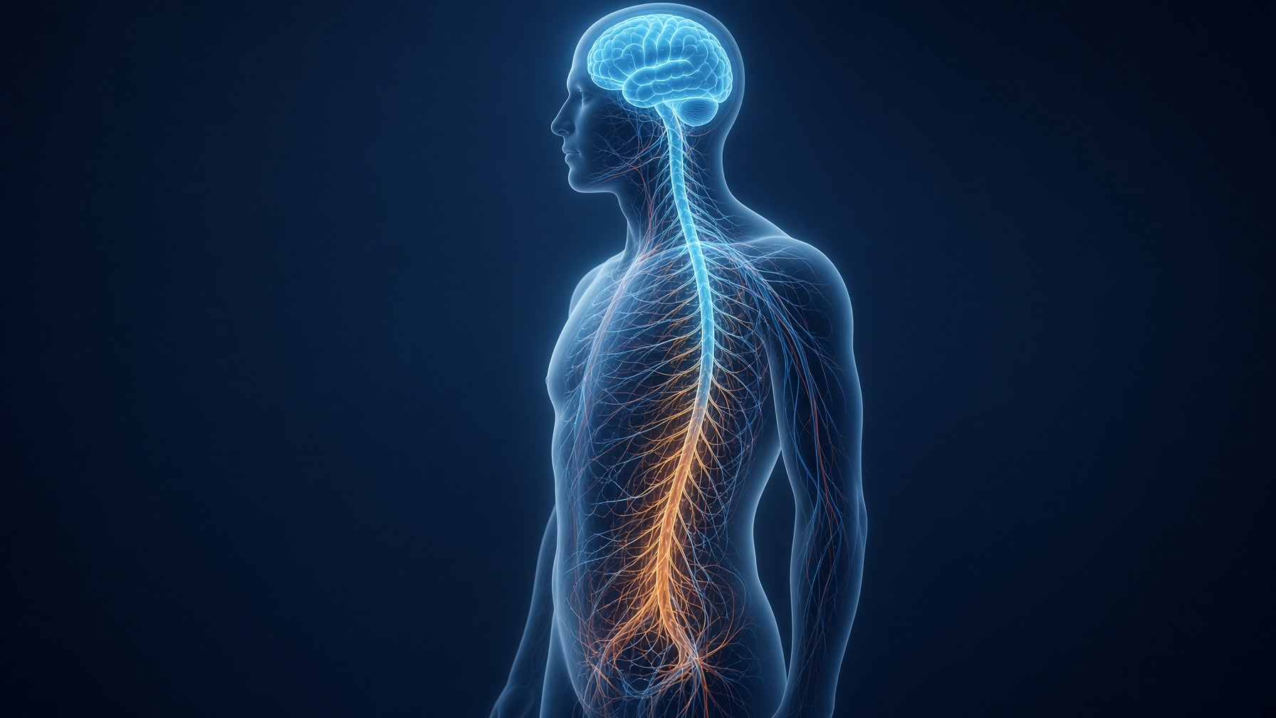 How Erections Work: The Brain, Nerves and Blood Flow
